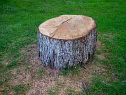 How Our Tree Care Process Works  in  Quakertown, PA