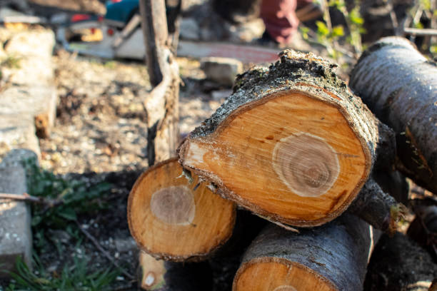 Tree and Shrub Care in Quakertown, PA
