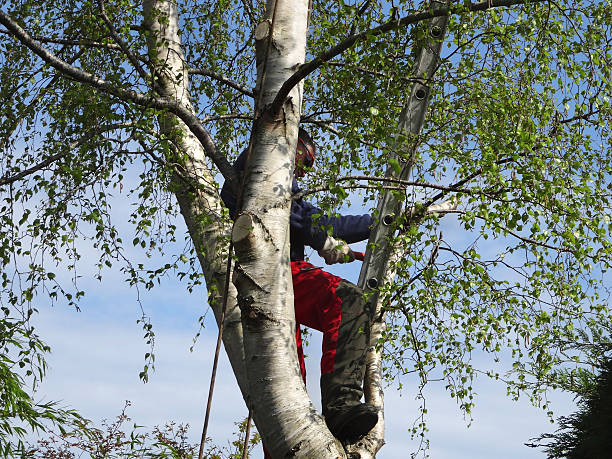 Professional Tree Care in Quakertown, PA